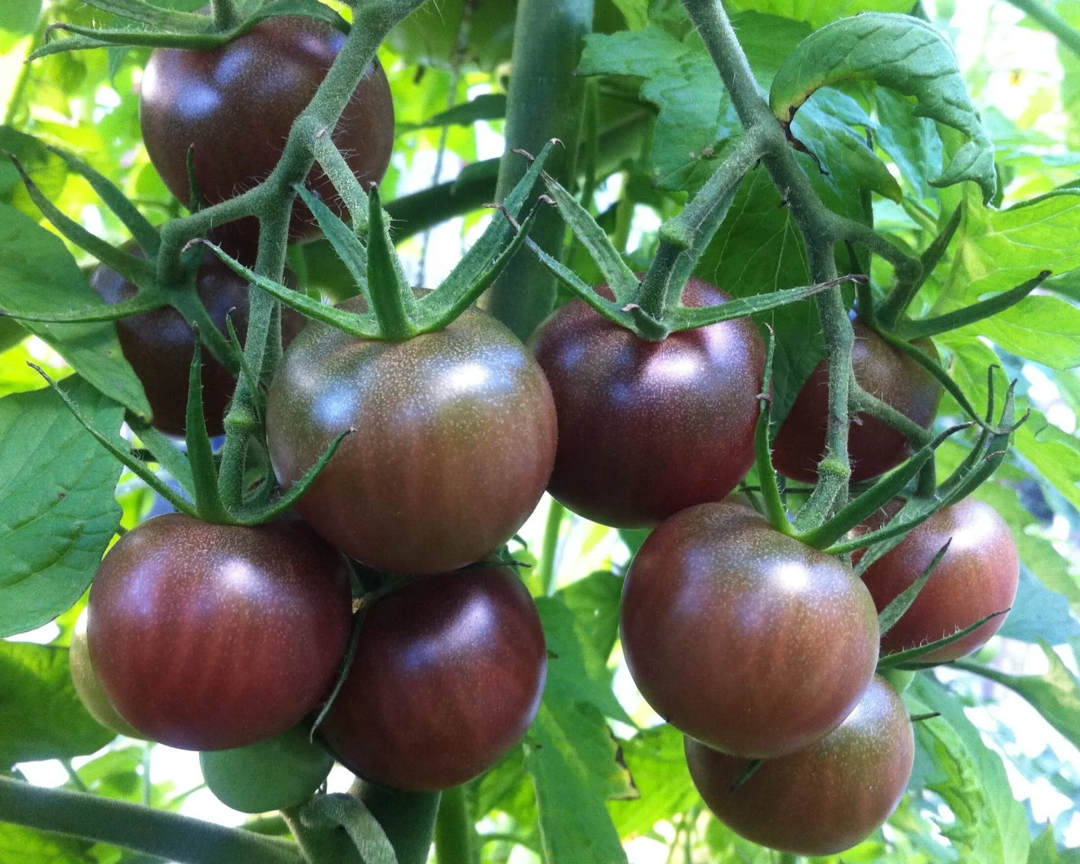 2025 Varieties — Chicago Tomato Man